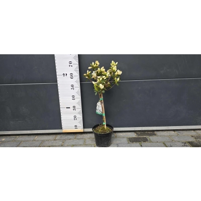 Azalia japońska japonicum 